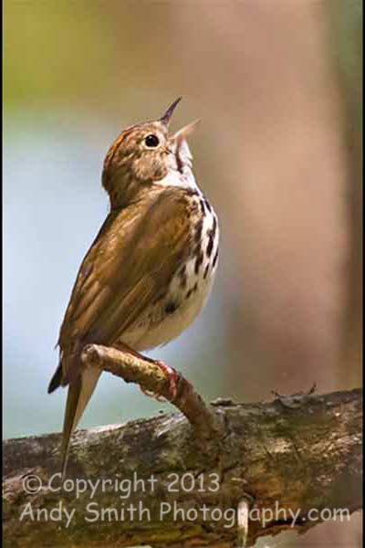 Ovenbird Singing